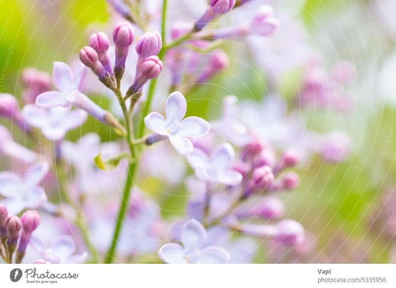 Lila Blumen Frühling floralem Hintergrund Fliederbusch purpur Natur violett geblümt Schönheit Pflanze rosa Ast schön Blüte Blütenblatt Sommer Blütezeit