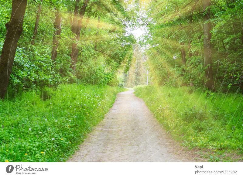Waldparkweg mit grünen Bäumen Baum Park Natur Fahrspur Gras Straße Landschaft Weg Stollen grüner Tunnel Sonnenlicht Wiese Sommer Rasen Pflanze Licht
