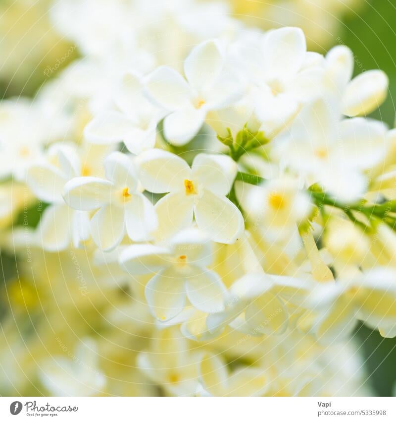 Weiß gelb lila Blumen Makro Hintergrund Fliederbusch weiß Nahaufnahme Blumenstrauß Natur Blumenhintergrund Pflanze geblümt Blütezeit Pastell schön Frühling Ast