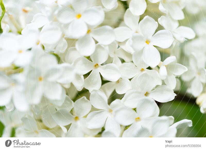 Weiß gelb lila Blumen Makro Hintergrund Fliederbusch weiß Nahaufnahme Blumenstrauß Natur weißer Hintergrund Blumenhintergrund Pflanze geblümt Blütezeit Pastell