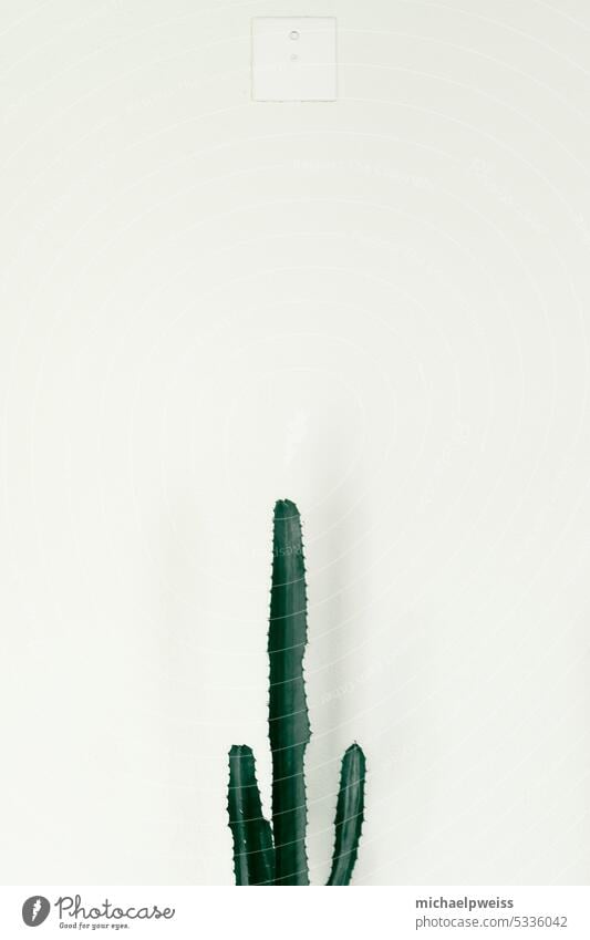 hochwachsender, schlanker Kaktus vor fast weisser Wand mit Elektro-Abdeckplatte weißer Hintergrund abdeckplatte grün stachelig Einsam Monochrom