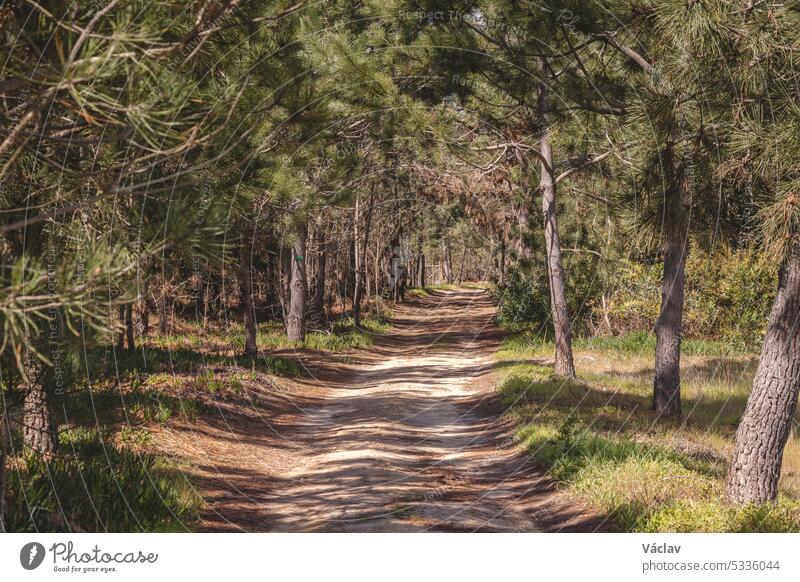 Schotterstraße durch einen typischen portugiesischen Trockenwald im Südwesten des Landes. Sandiger Boden auf der Suche nach einem Wassertropfen. Wanderung des Fisherman Trail