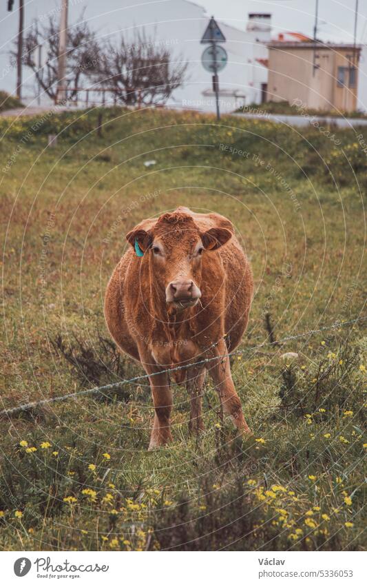 Lächelnde Kuh, die auf einer grünen Wiese weidet und das Gras sorglos genießt. Biobauernhof in Portugal. Lächelndes Gesicht. Sie leckt ihr Gesicht Kuhfell