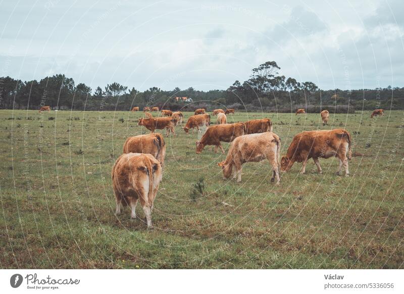 Eine Kuhherde im Südwesten Portugals genießt Bewegungsfreiheit und frisches Gras. Bio-Rinderfarm Kuhfell Fischerpfad Rota Vicentina Portugiesisch Landwirtschaft