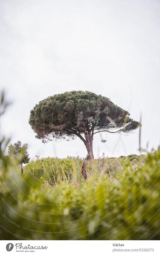 Typischer portugiesischer Baum in der Region Odemira im Südwesten des Landes. Kleiner gedrungener Strauch Weg Wald zerklüftet majestätisch romantisch Portugal