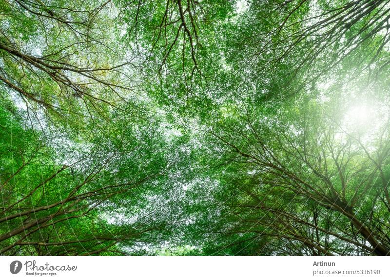 Blick von unten auf einen Baum mit grünen Blättern und Zweigen im tropischen Wald. Frische Umgebung im Park. Grüner Baum gibt Sauerstoff im Sommergarten. Ökologie-Konzept. Kohlenstoffreduzierung. Pflanzen für Kohlenstoff-Kredit.