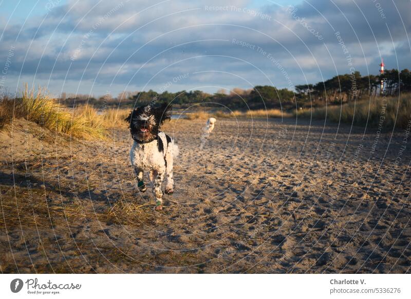 Ostsee | Hunde am Strand Haustiere Tierporträt Außenaufnahme Farbfoto lockiger Hund lockige Hunde Abendstimmung laufen rennen auf einen zu rennen