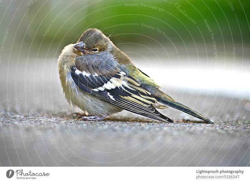 Nahaufnahme eines Buchfinks, der auf dem Fußweg sitzt. Sitzen Straße Ornithologie Schnabel Schönheit Vogel braun Großstadt Farbbild niedlich Tag Feder Garten