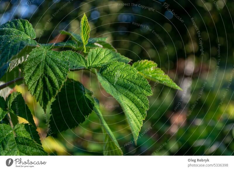 Kleine Tautropfen auf den grünen Blättern eines Himbeerstrauchs Blatt Natur Himbeeren tropfte Regentropfen Garten Pflanze wachsend Wachstum Wetter nass Laubwerk