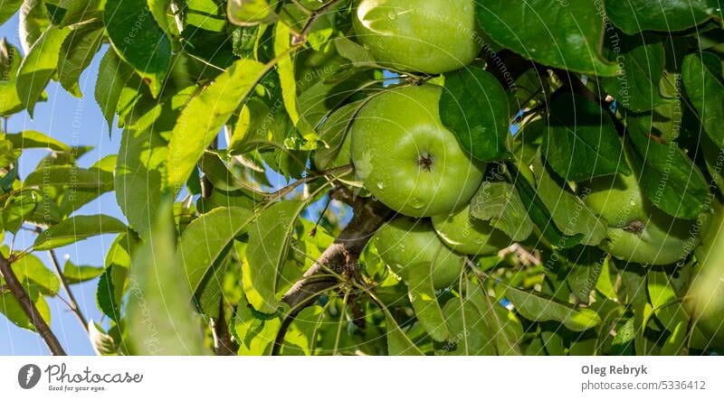 Grüne reife Äpfel zwischen den Blättern gegen den Himmel Frucht Apfel Lebensmittel grün Gesundheit organisch Blatt Frische saftig frisch Ackerbau Herbst Garten