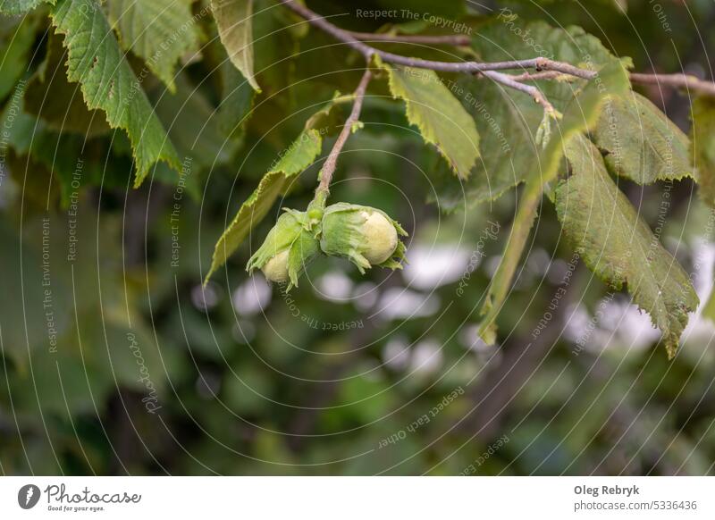 Die grüne Haselnuss reift an einem Zweig. saisonbedingt Samen haselnussbraun Gesundheit Blatt Hintergrund Ast Nahaufnahme Lebensmittel frisch natürlich
