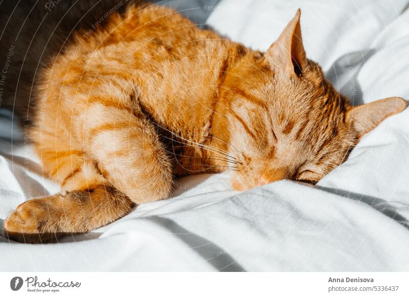 Niedliche Ingwerkatze schläft auf dem Bett Katze niedlich sich[Akk] entspannen Ingwer-Katze Haustier orange Katze heimwärts spielen gemütlich Mieze Begleiter