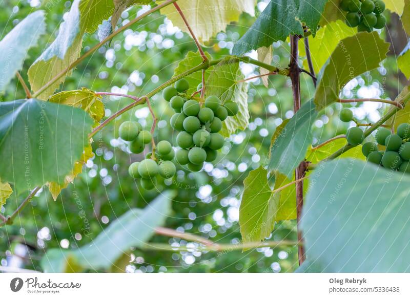 Grüne Trauben hängen an einer Rebe inmitten eines Weinbergs. Ackerbau Pflanze Ernte grün Natur Frucht Haufen Sommer Weingut Herbst ländlich Sonne Blatt