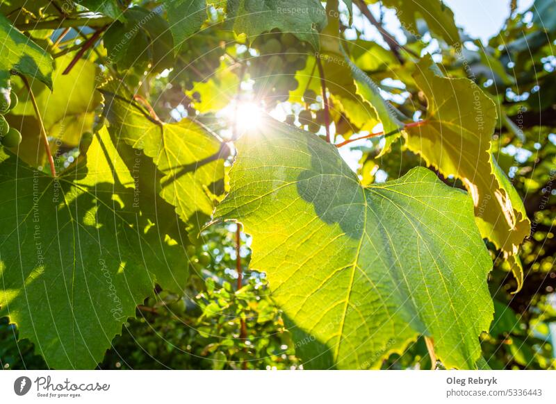 Die Sonne scheint durch das grüne Laub der Weintrauben. Traube Ackerbau Pflanze Ernte Weinberg Natur Frucht ländlich Blatt frisch Wachstum reif Weinrebe