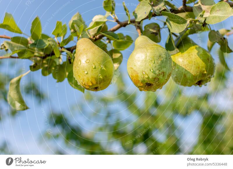 Drei reife, grüne, nasse Birnen auf einem großen Baumzweig vor blauem Himmel. Frucht Vitamin Gesundheit Lebensmittel organisch Blatt Ernte Regentropfen saftig
