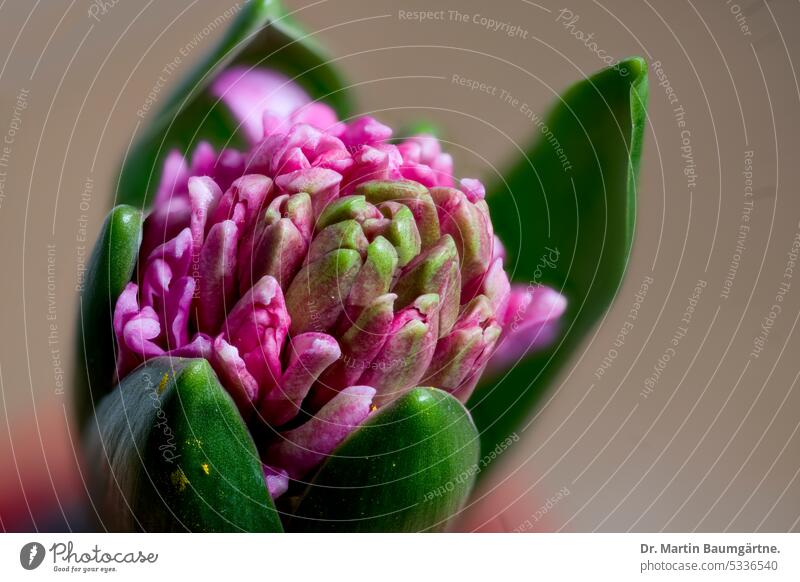 Hyacinthus orientalis, Gartenhyazinthe, Blütenstand  entfaltet sich Sorte rosa magenta Frühjahrsblüher Geophyt Zwiebelblume ausdauernd krautig duftend