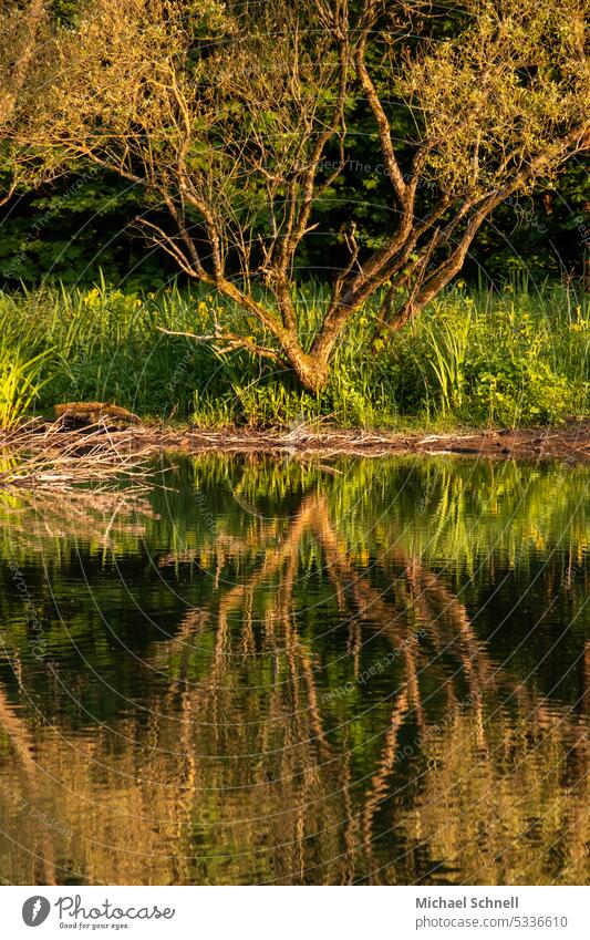 Spiegelung im Fluss Spiegelung im Wasser Abendsonnenlicht Ruhe stilles Wasser Frieden friedlich friedliche Stimmung grün Natur ruhig Reflexion & Spiegelung