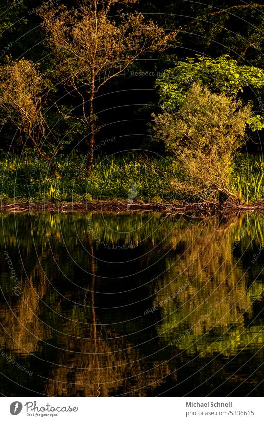 Spiegelung im Fluss Spiegelung im Wasser Abendsonnenlicht Ruhe stilles Wasser Frieden friedlich friedliche Stimmung grün Natur ruhig Reflexion & Spiegelung