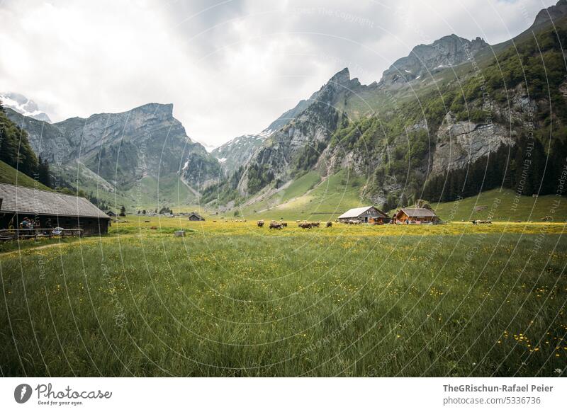 Alp mit Wiese und Berge im Hintergrund Alpstein Appenzell Berge u. Gebirge Landschaft wandern Alpen Kanton Appenzell Außenaufnahme Natur Farbfoto Tourismus