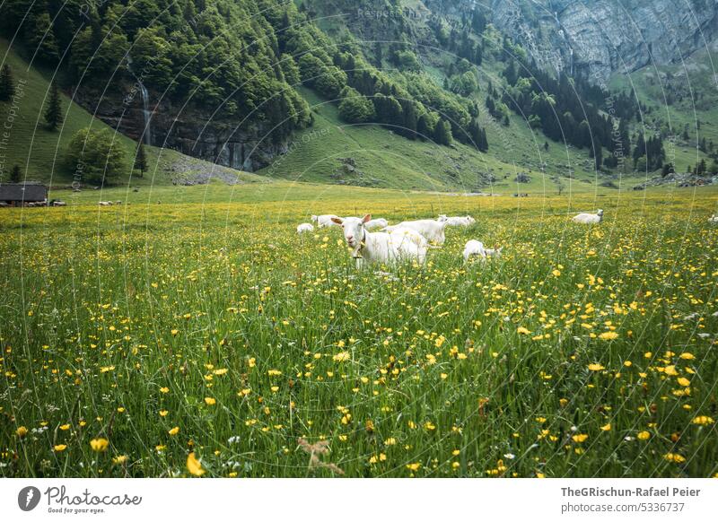 Alp mit Ziegen auf der Wiese Alpstein Appenzell Berge u. Gebirge Landschaft wandern Alpen Kanton Appenzell Außenaufnahme Natur Farbfoto Tourismus Schweiz tiere