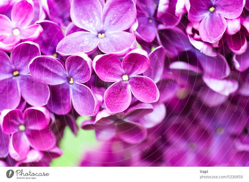 Lila Flieder Blumen Makro Hintergrund Fliederbusch purpur Nahaufnahme Natur rosa violetter Hintergrund Blumenhintergrund Pflanze geblümt Blütezeit Pastell schön