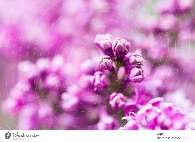 Lila Flieder Blumen Makro Hintergrund Fliederbusch purpur Nahaufnahme Natur rosa violetter Hintergrund Blumenhintergrund Pflanze geblümt Blütezeit Pastell schön