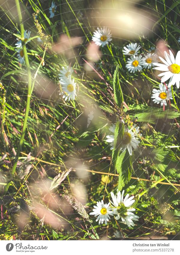 Margeriten in einer Wiese Gras Wiesenmargeriten Wiesenblumen Grün Natur Sonnenlicht sommerlich Idylle friedlich Umwelt Wildblumen Blühend schön Sommer Licht