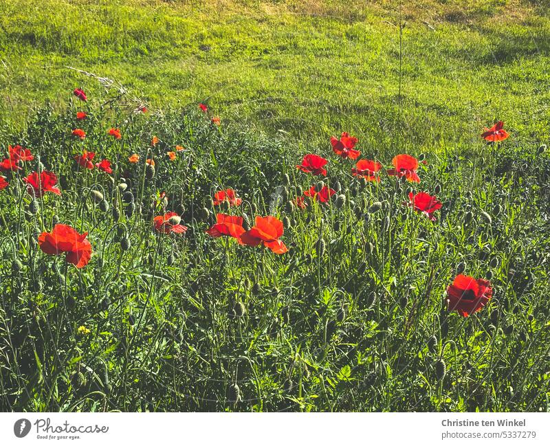 Klatschmohn auf einer Wiese Mohn Mohnwiese Licht Sommer schön rot Blühend Wildblumen Klimaschutz Umweltschutz friedlich Idylle sommerlich Sonnenlicht Mohnliebe