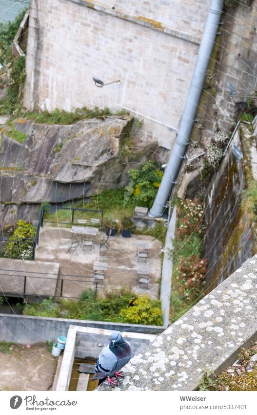 Die Taube sitzt auf einer Mauer am Abgrund, unten sieht man verschwommen die Reste alter Hinterhöfe Vogel Wand tief Rohr Stadt verfallen Verfall Höfe