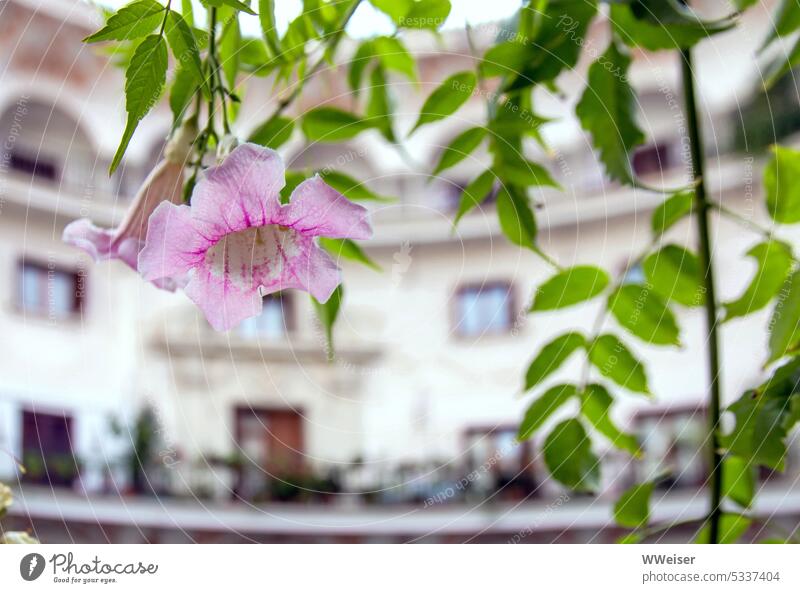 Ein mediterraner Innenhof, die geschwungene Fassade eines Wohnhauses und eine zarte Blume Süden warm blühend Haus Fenster Hinterhof Stadt Mietshaus Lebensart