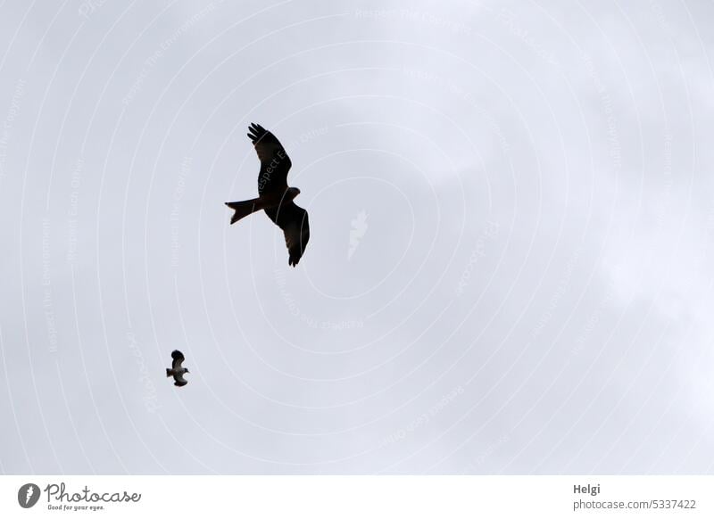 Milan und Kiebitz fliegen in der Luft vor blaugrauem Himmel Vogel zwei Silhouette Wolken Natur Frühling Tier Roter Milan Greifvogel Außenaufnahme Wildvogel