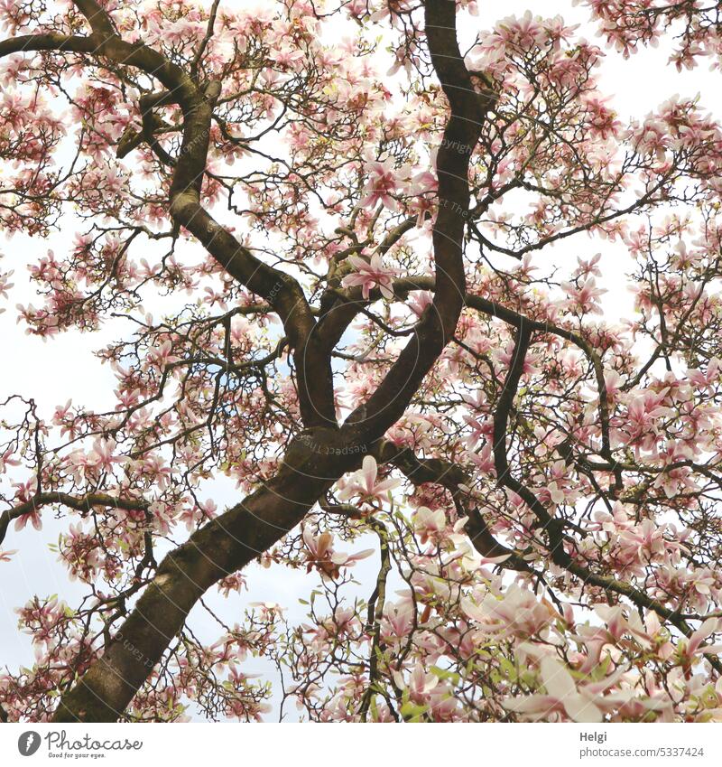 großer Magnolienbaum in voller Blüte Magnolienblüte blühen Frühling Blütenpracht Ast Baumstamm hoch Natur Magnoliengewächse Blühend natürlich Wachstum