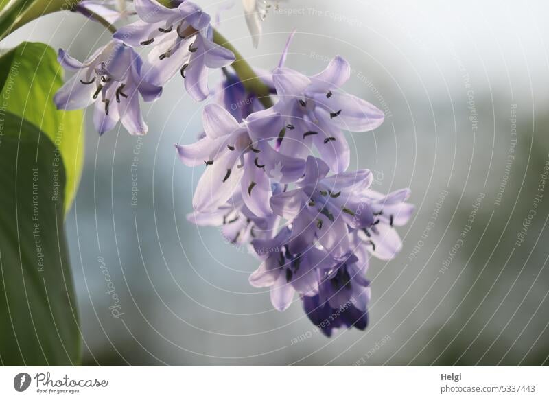 violette Hasenglöckchen Hyacinthoides Spargelgewächs Pflanze Blüte Blütenstand Giftpflanze giftig blühen wachsen Frühling Blume Natur Nahaufnahme natürlich
