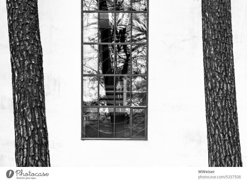 Vor dem Haus wachsen zwei Kiefern, im Fenster spiegelt sich ein nackter Laubbaum Fassade streng geometrisch organisch Kontrast Baumstamm Parallel schräg neigen