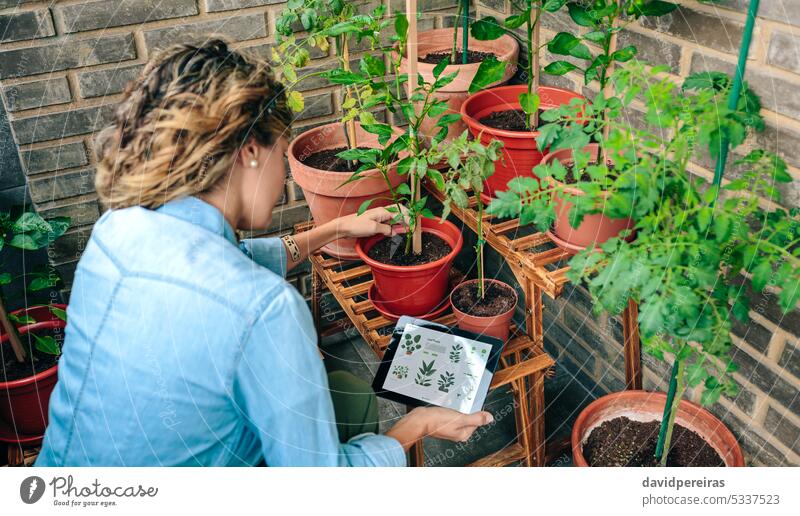Frau nutzt Garten-App mit künstlicher Intelligenz zur Pflege von Pflanzen im städtischen Garten auf der Terrasse Gärtner unkenntlich Anwendung ai urban Tablette
