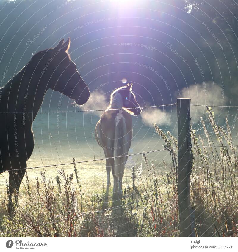 zwei Pferde auf der Weide an einem nebeligen Herbstmorgen mit diffusem Sonnenlicht Tier 2 Wiese Zaun Nebel Dunst Atem Gras Natur Landschaft Außenaufnahme