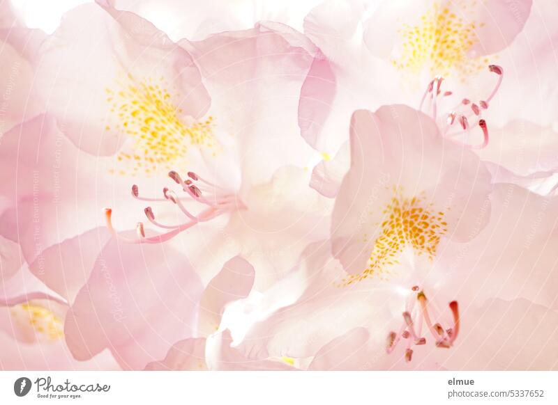 rosa Rhododendronblüten Alpenrose Ericaceae Heidekrautgewächs Ericales Heidekrautartige Blog lichtdurchflutet Blütenstand Stempel Juni Frühsommer Nahaufnahme