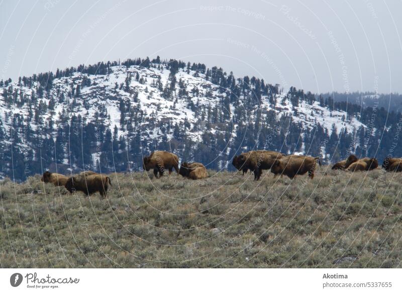 Bisons vor der Bergkette Tierwelt Tag Außenaufnahme Natur USA Wildtier Wildnis reisen Säugetier wild Grasland braun ungezähmt Wyoming Gefahr Amerikaner Büffel