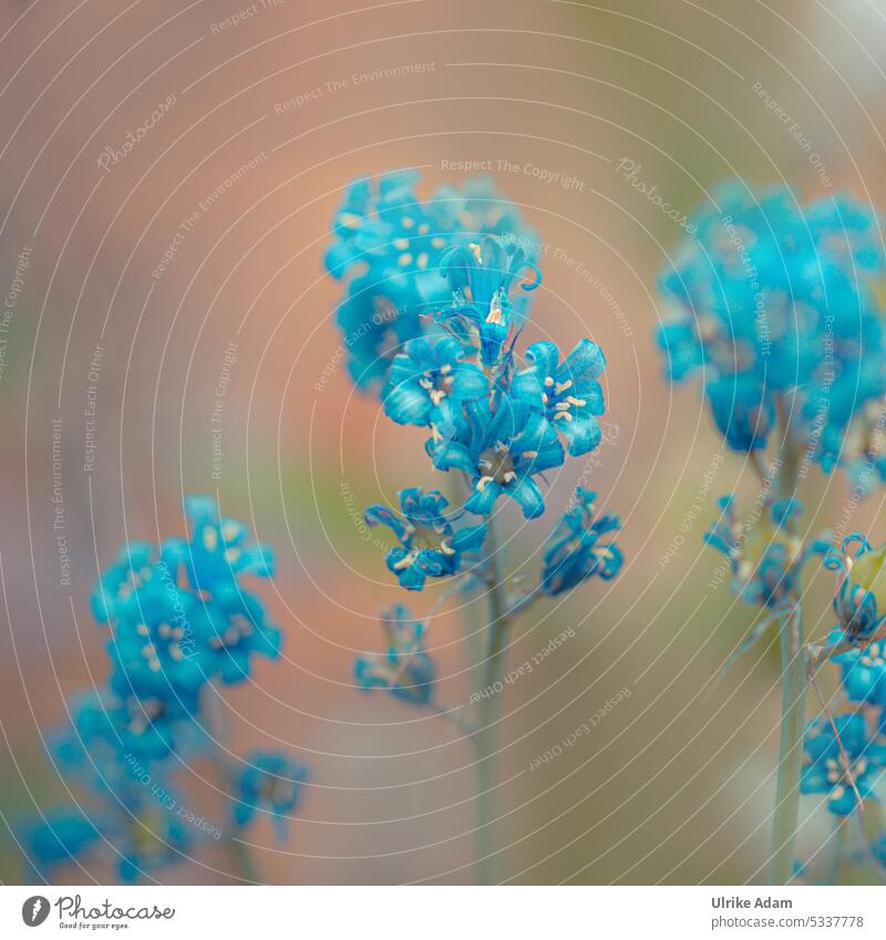 Mainfux l Es blüht so blau und zart Schwache Tiefenschärfe Unschärfe Hintergrund neutral Freisteller Makroaufnahme Detailaufnahme Nahaufnahme Blühend Blüte