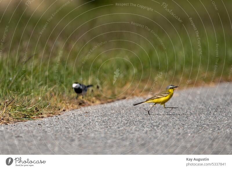 Schafstelze auf einem Wanderweg Motacilla flava Vögel Fauna leuchtendes Gelb Sperlingsvögel Passeriformes blassgelb Standvogel Singvögel Wildvögel Nahrungssuche
