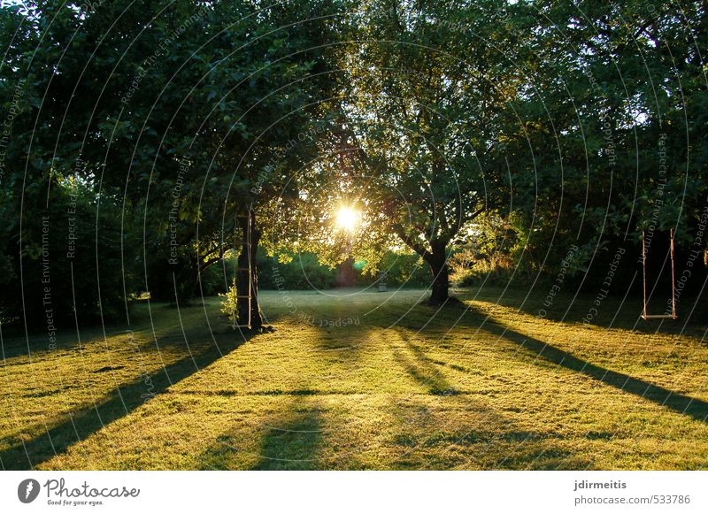 sunset Sommer Natur Pflanze Baum Gras Sträucher Apfelbaum Garten Schaukel Schweden Sonnenuntergang Sonnenstrahlen Rasen Farbfoto Außenaufnahme Abend Schatten
