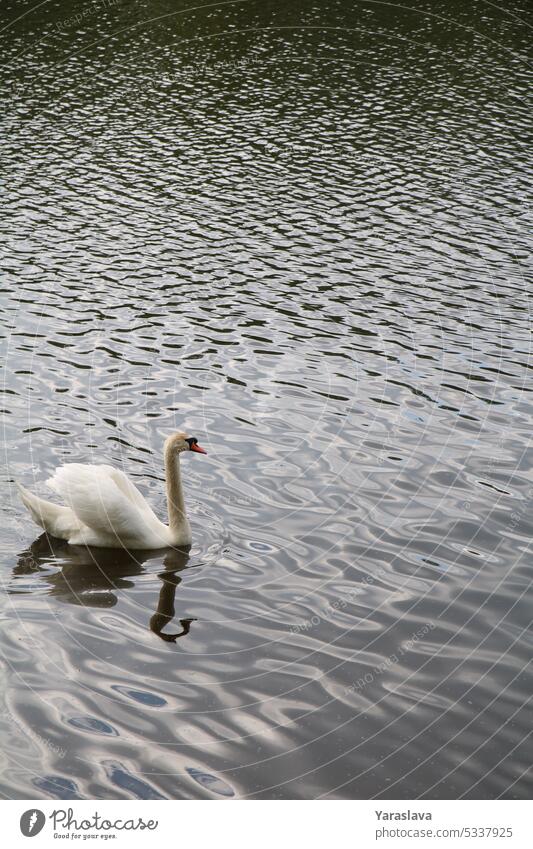 Foto eines weißen Schwans, der auf dem Wasser bellt schwimmen allein Natur Tier Vogel See ohne Menschen