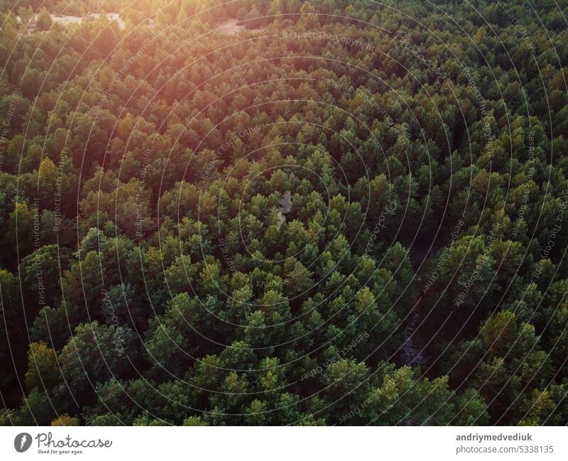 Aerial Draufsicht auf gemischte Waldbäume, Ökosystem und gesunde Umwelt Konzept und Hintergrund mit Seitenbeleuchtung. Textur der dichten grünen Laubbäumen und immergrünen Bäumen Wald Blick von oben.