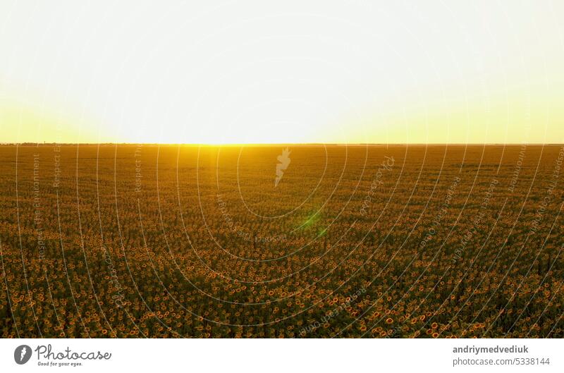 Schöne Luftaufnahme von blühenden organischen Sonnenblumen Feld während Sonnenuntergang. Drone fliegen über Landwirtschaft Feld mit blühenden Sonnenblumen und Sonnenlicht. Sommerlandschaft mit großen gelben Bauernhof Feld