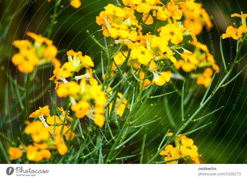 Gelbe Blüten, Goldlack blühen blüte dämmerung erholung erwachen frühjahr frühling frühlingserwachen garten kleingarten kleingartenkolonie knospe menschenleer