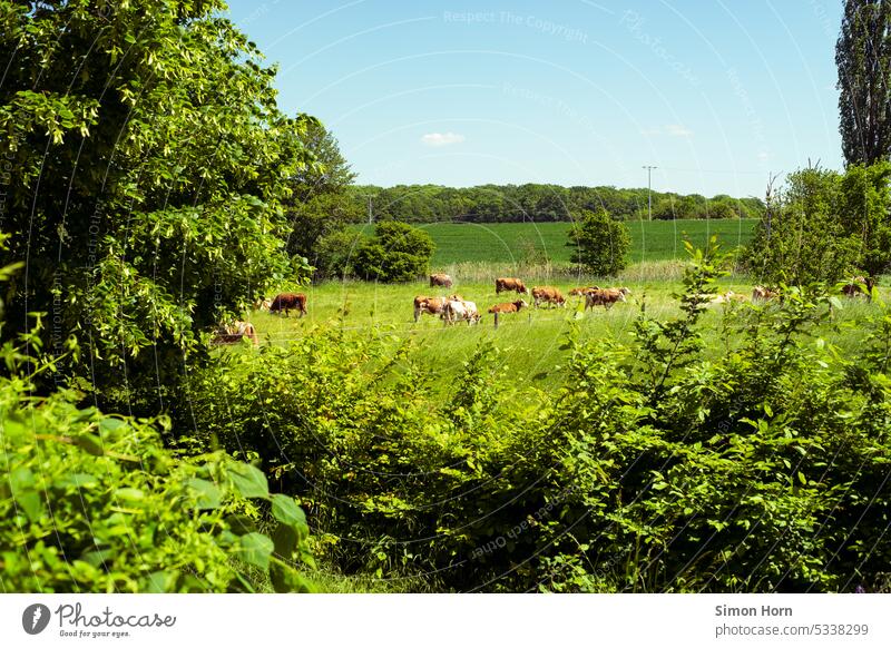 Kühe auf einer Wiese zwischen Bäumen Weidehaltung Freilandhaltung Bioprodukte Biologische Landwirtschaft Nutztier Tierhaltung artgerecht Tierporträt freilaufend