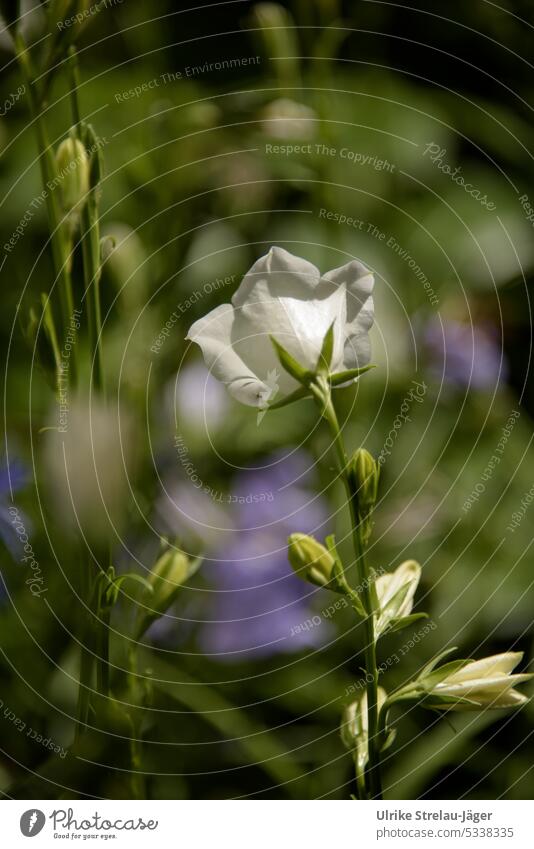 weiße pfirsichblättrige Glockenblume hält Ausschau Blume Blüte blühend blühende Blume Blütenblätter erblühen Gartenblume natürliches Licht Gartenpflanze