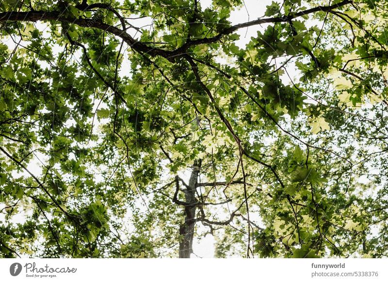 Baumkrone einer Eiche von unten Himmel Sommer Eichenblätter grün Eichenkrone Eichenast Eichenbaum Stärke Beständigkeit Standhaftigkeit Würde Erhabenheit