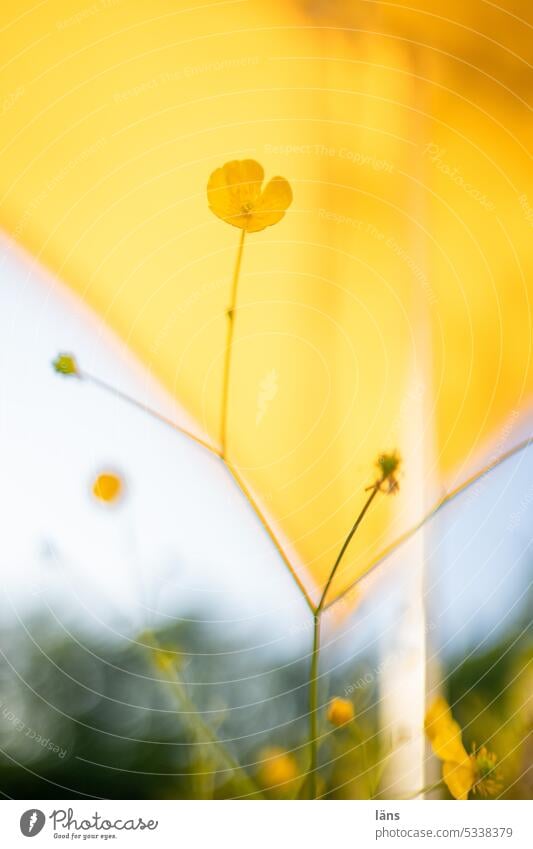 Scharfer Hahnenfuß vor gelben Sonnenschirm Blume Blüte Pflanze Sommer Außenaufnahme Menschenleer Schwache Tiefenschärfe Blühend