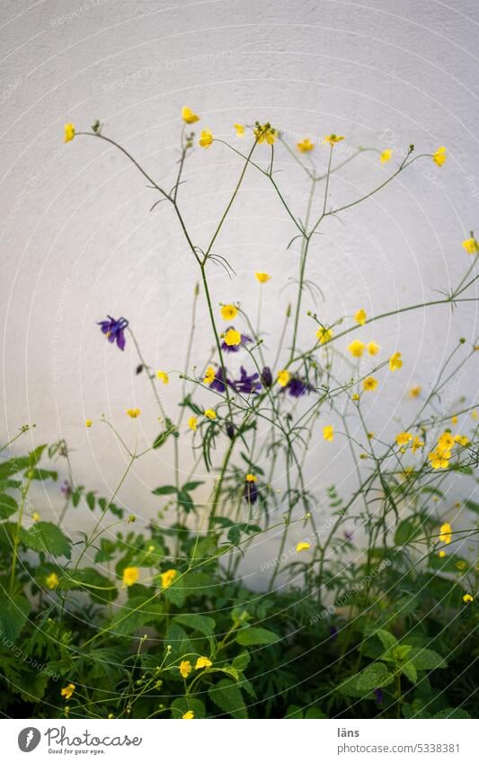 Scharfer Hahnenfuß mit Akelei Pflanze Natur Sommer Wand Menschenleer Farbfoto Blüte Frühling Außenaufnahme Blume Blühend